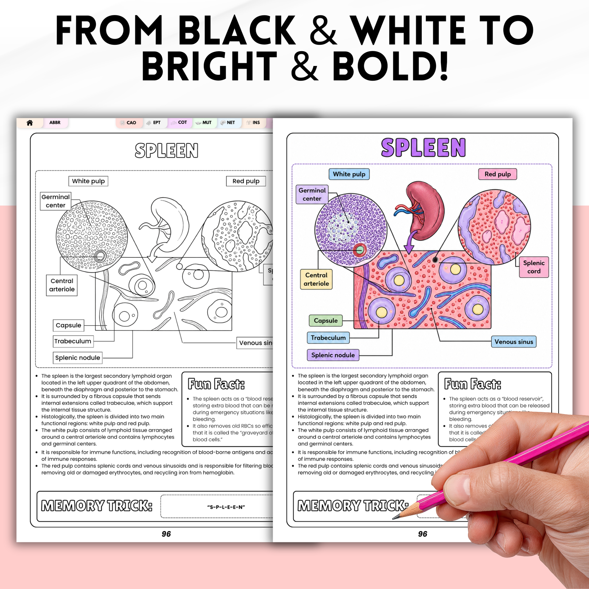 Nursing Student Histology Coloring Book Spiral Bound, Anatomy Study Guide, Medical School Tissue Cell Physical Workbook Gift