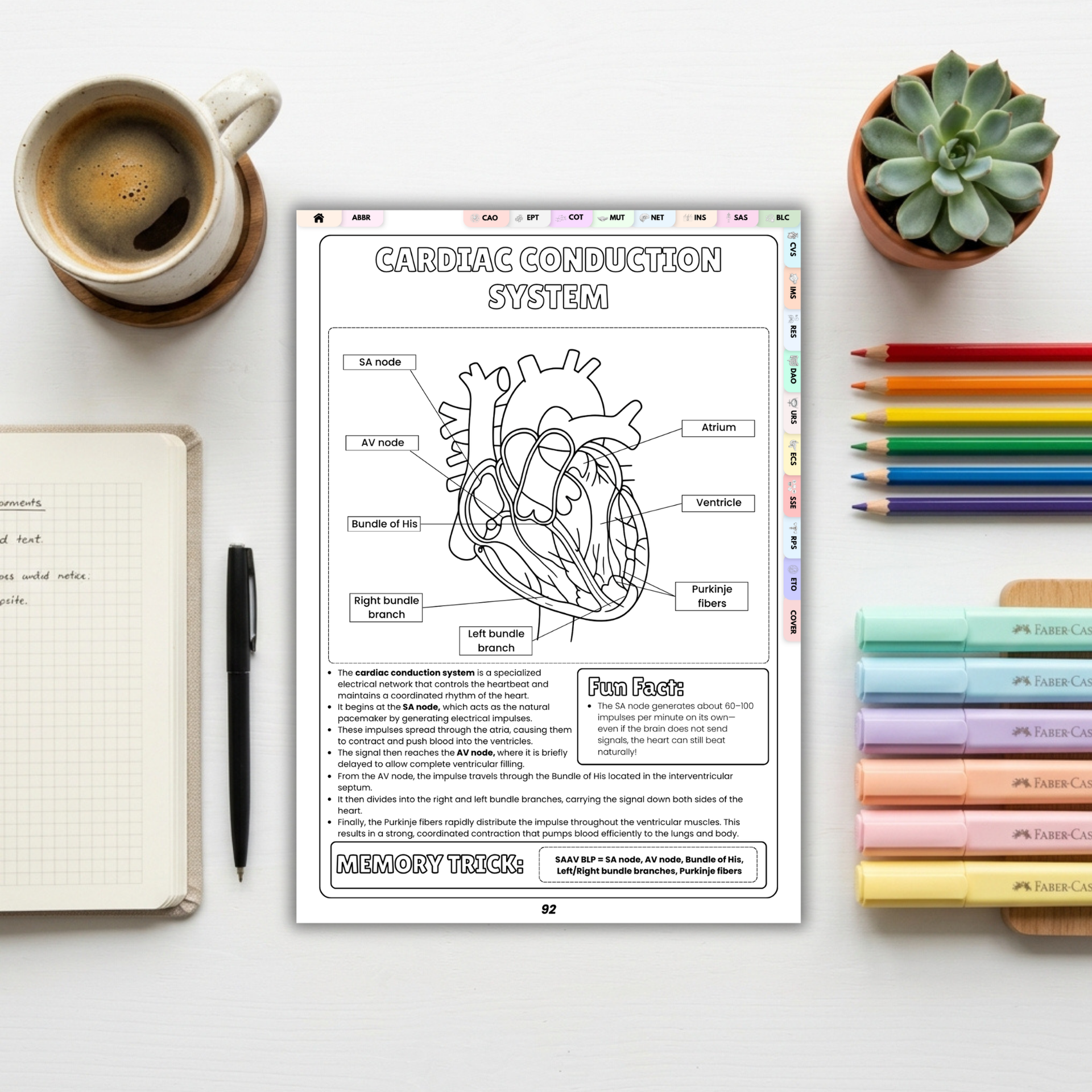 Histology Study Guide Printable PDF, Anatomy Coloring Book for Nursing Students, Cell Tissue Organ System Digital Download