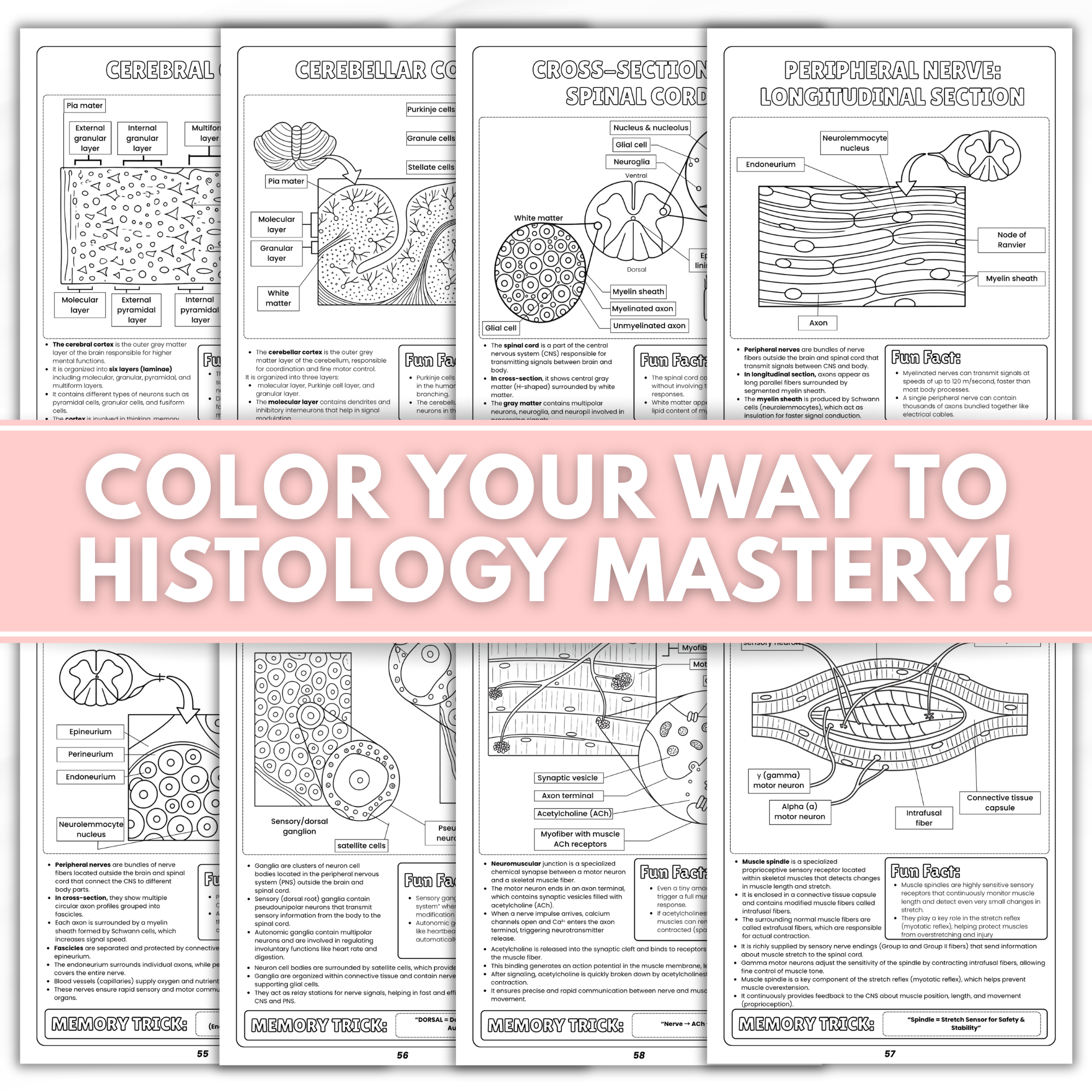Nursing Student Histology Coloring Book Spiral Bound, Anatomy Study Guide, Medical School Tissue Cell Physical Workbook Gift
