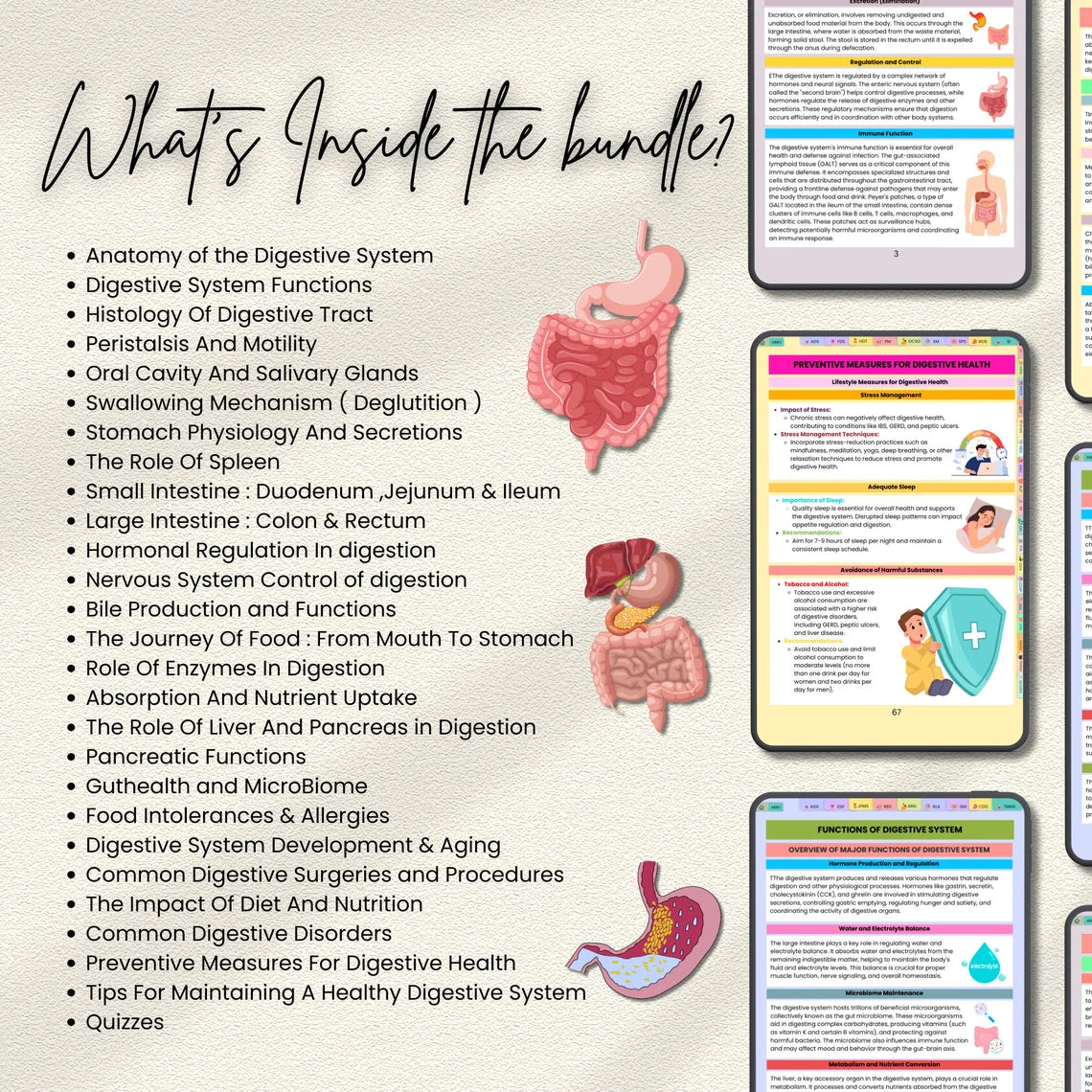 Digestive System Bundle with Flashcards, SVG’s, Quiz or Sticker | Human Body Study | Nursing Study Guide | Nursing School | Medical Sticker