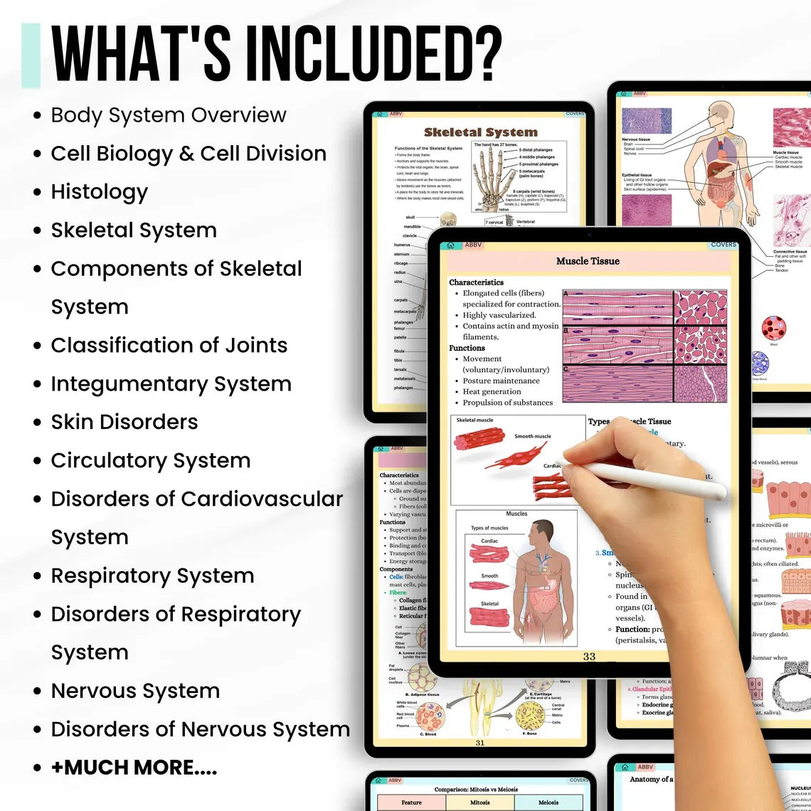 Anatomy & Physiology Volume 2 Hyperlink Bundle with Flashcards and Sticker Quizzes, Anatomy Study Guide, Nursing School Notes, Medical Notes