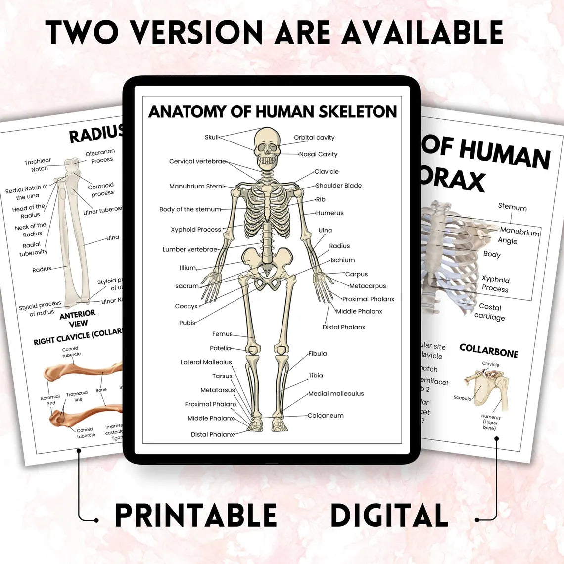 Anatomy human, Human Anatomy Guide for Nursing Students, Included Bonus Covers, Human Body Systems, Digital & Printable