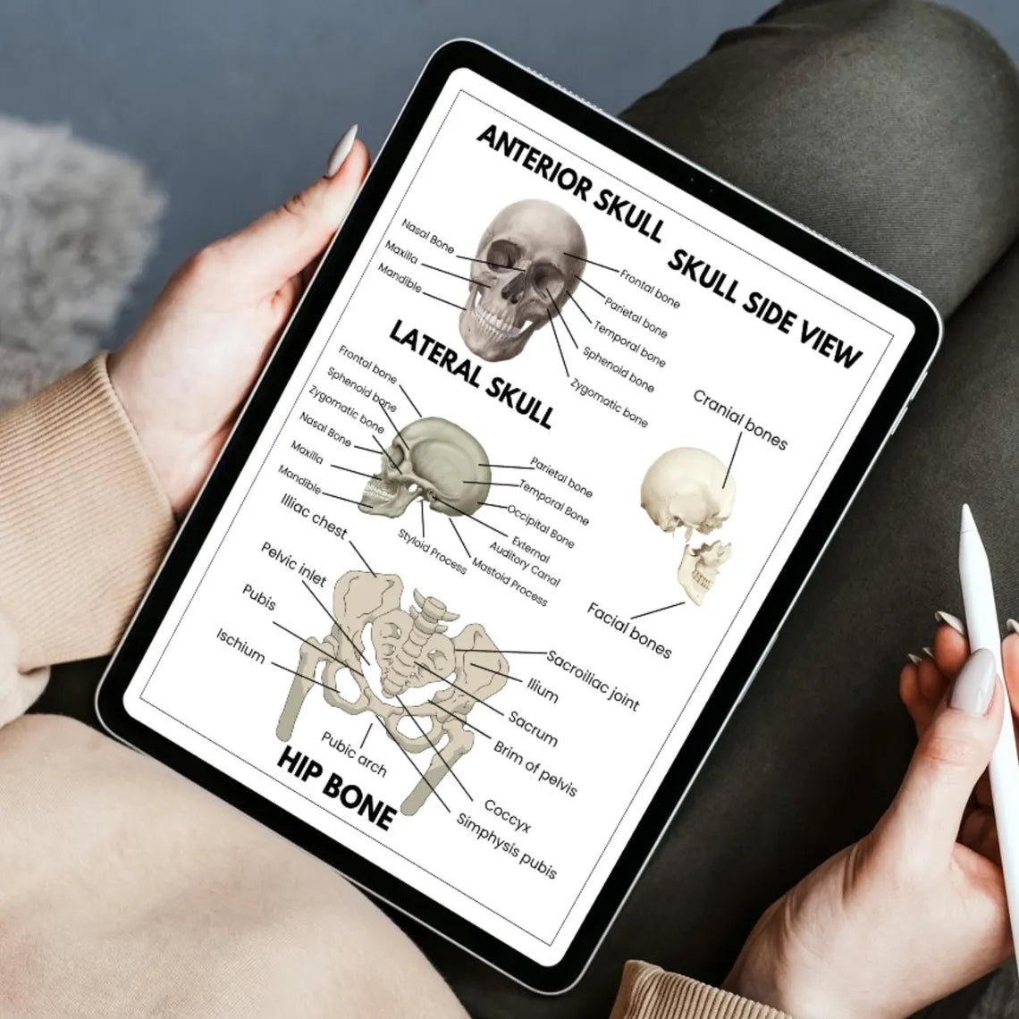 Anatomy human, Human Anatomy Guide for Nursing Students, Included Bonus Covers, Human Body Systems, Digital & Printable