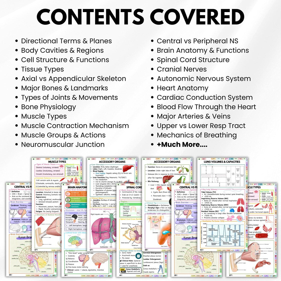 Anatomy and Physiology Pocket Guide, Medical Study Guide, Nursing Student Notes, A&P Quick Reference, Instant Digital Download