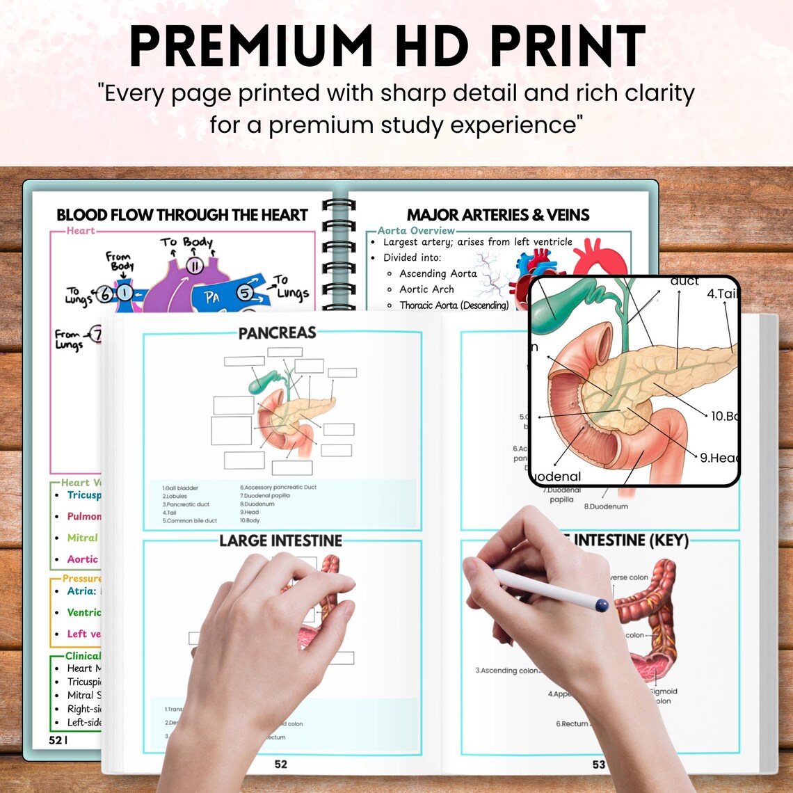 Anatomy and Physiology Master Study Pack | Printed A&P Vol 1 and 2 Pocket Guides + Labeling Workbook | Nursing Mega Bundle
