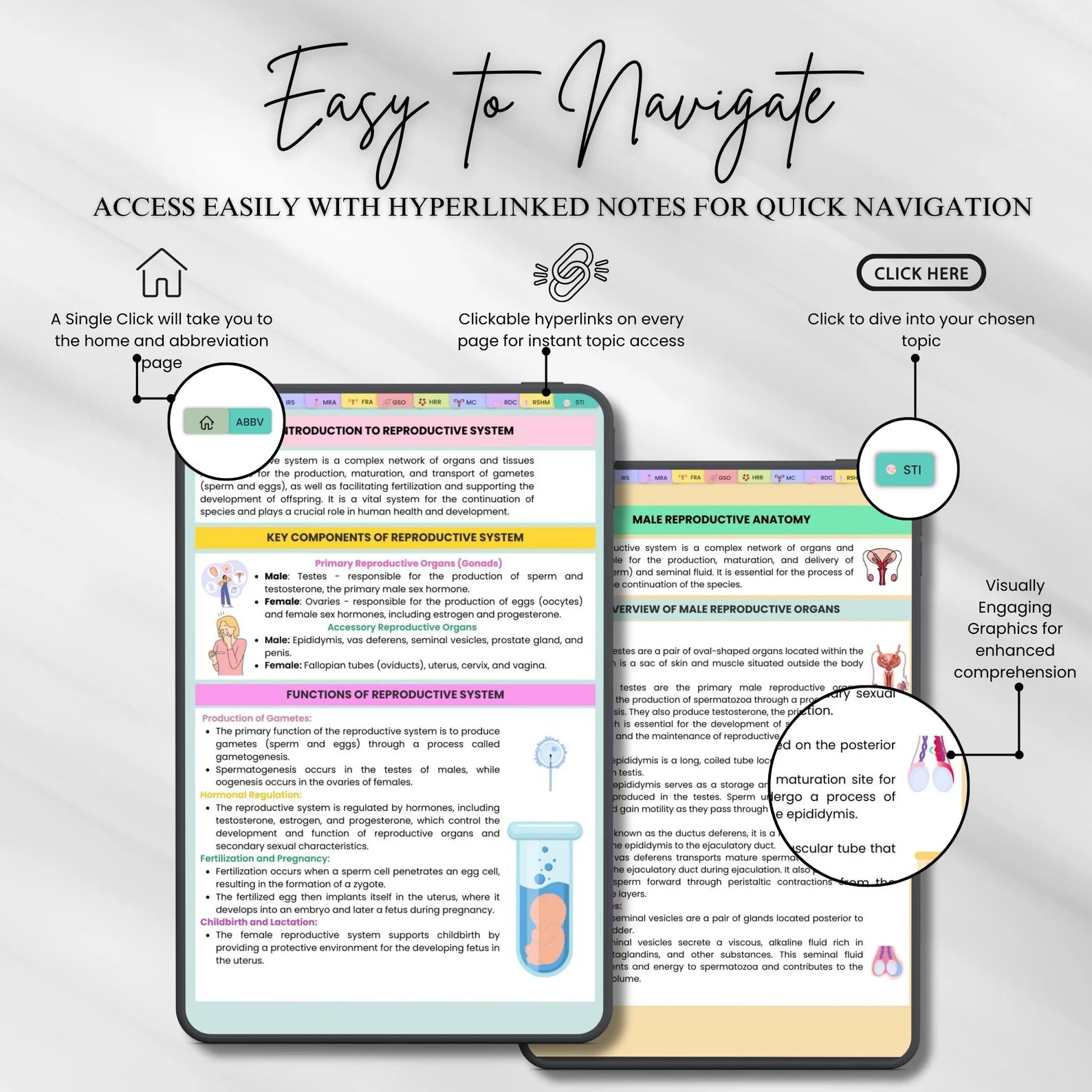 Reproductive System Notes Fully Hyperlinked 30+ Sheets | Study Guide | Female or Male Reproductive | Quiz Sheets