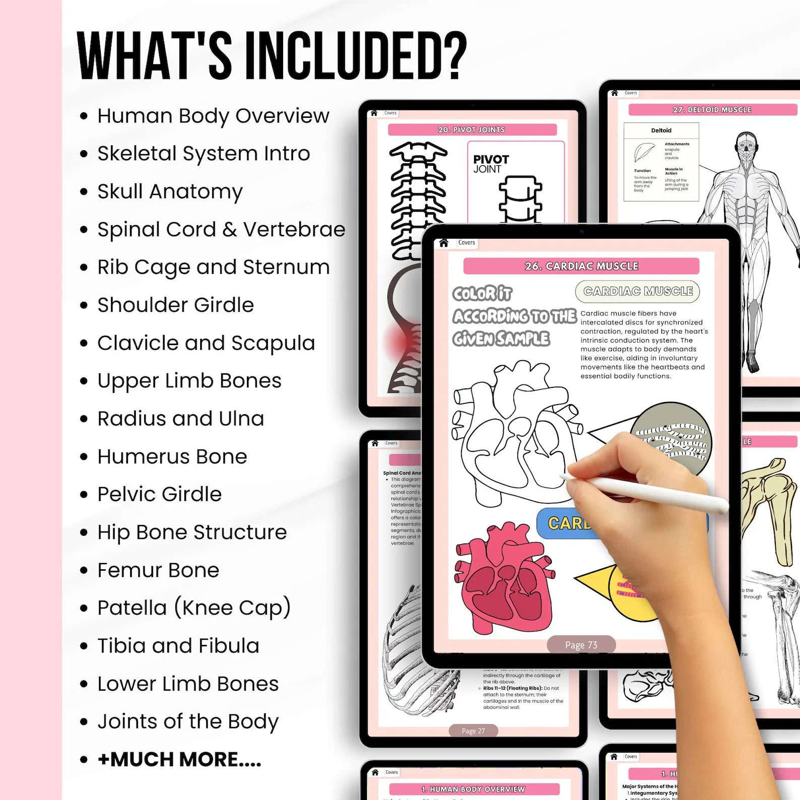 Human Anatomy Coloring Book, Anatomy Study Aid, Body Systems Coloring, Medical Coloring Book, Anatomy Coloring Pages, Instant Download