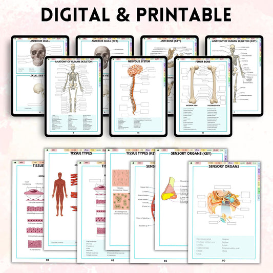 Anatomy Labeling Workbook | Human Body Systems Printable | Nursing School Study Guide PDF | Bonus Anatomy Mnemonics Sheet Included