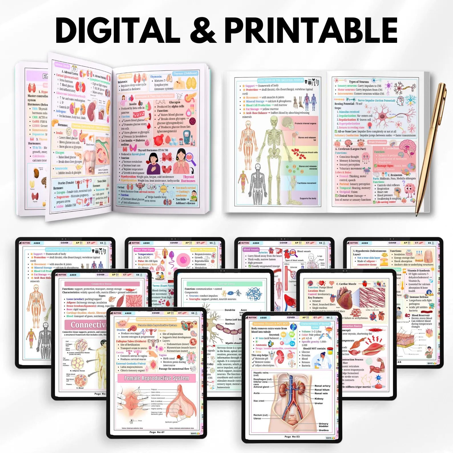 Anatomy & Physiology Cheat Sheet | Anatomy and Physiology Study Guide | Nursing School Notes | Anatomy Revision | Instant Download PDF