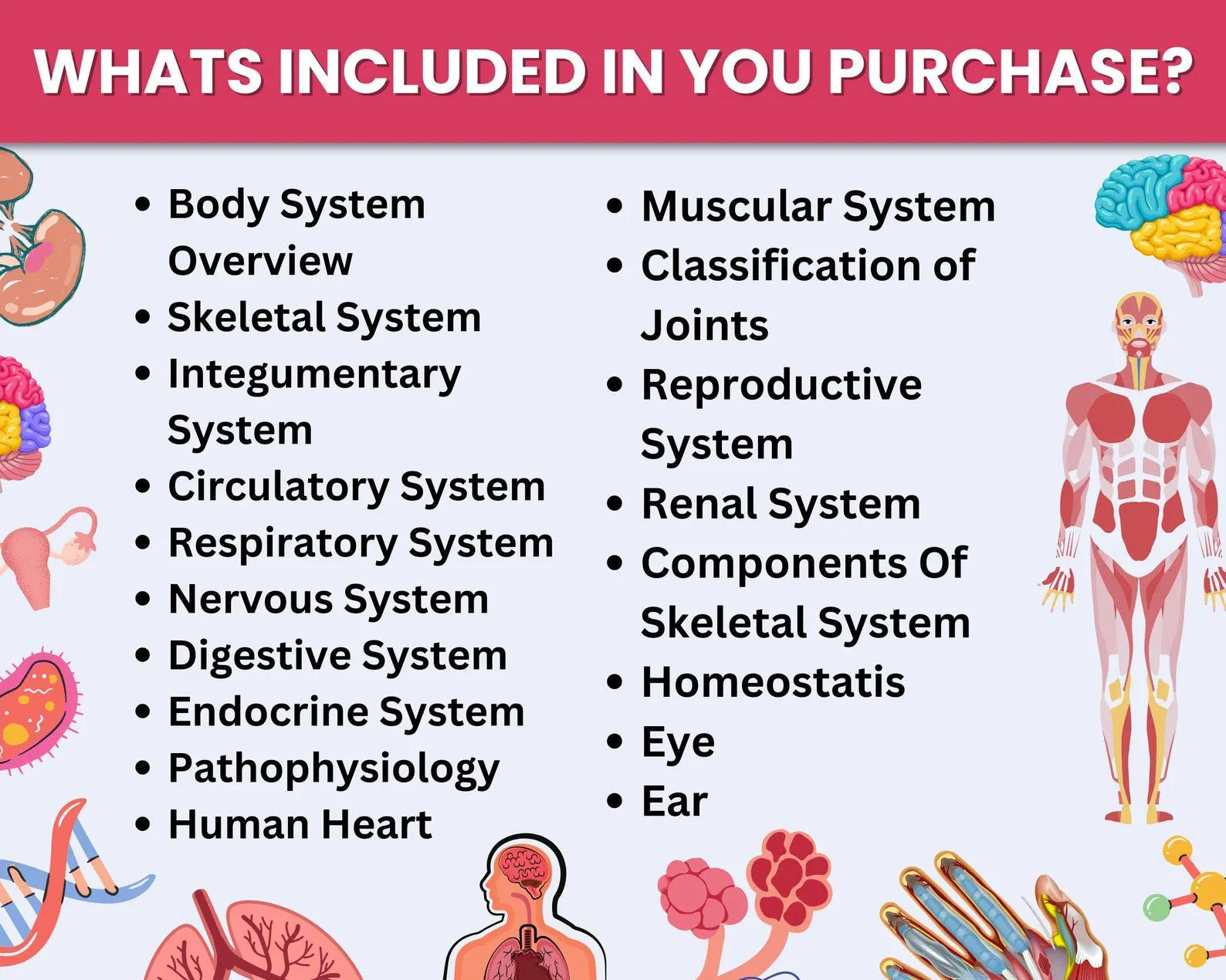 Anatomy & Physiology Bundle with Flashcards and Stickers | Anatomy Study Guide | Nursing School Notes | Medical Notes | Instant Download PDF