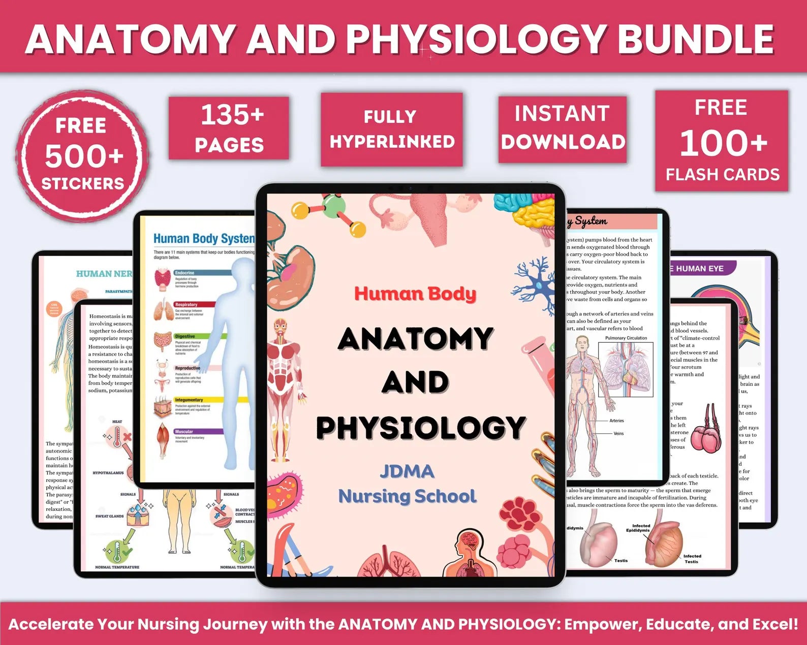Anatomy & Physiology Bundle with Flashcards and Stickers | Anatomy Study Guide | Nursing School Notes | Medical Notes | Instant Download PDF
