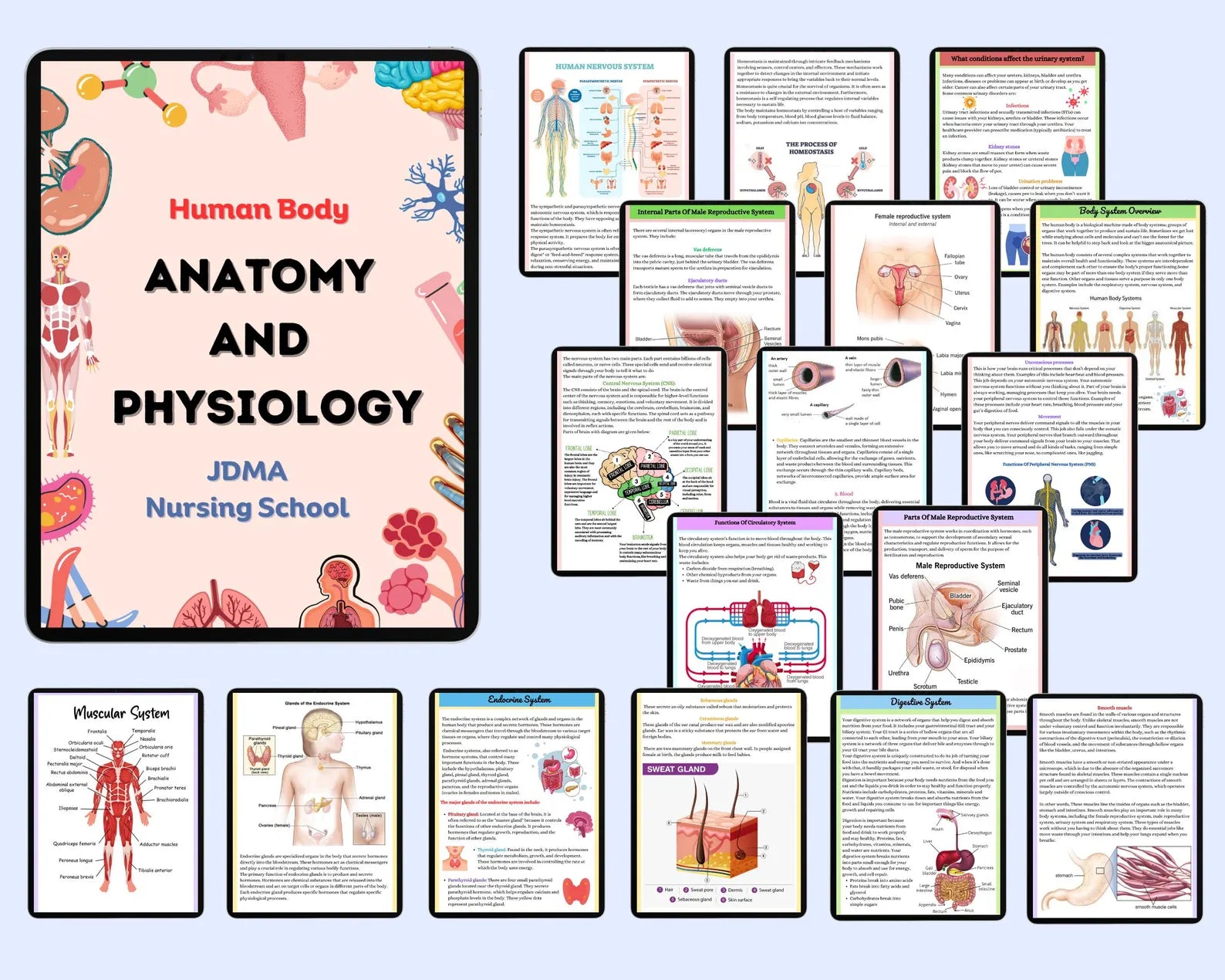 Anatomy & Physiology Bundle with Flashcards and Stickers | Anatomy Study Guide | Nursing School Notes | Medical Notes | Instant Download PDF