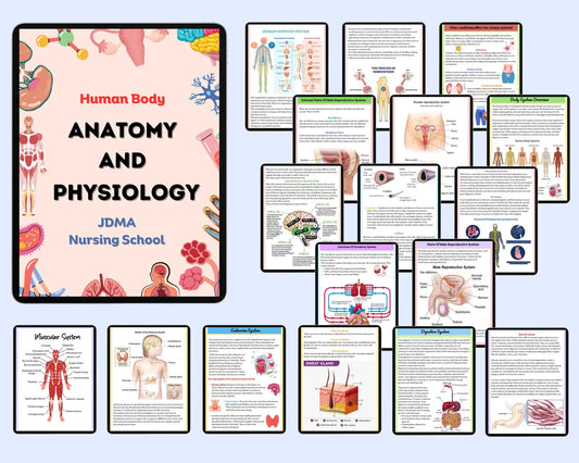 Anatomy & Physiology Bundle with Flashcards and Stickers | Anatomy Study Guide | Nursing School Notes | Medical Notes | Instant Download PDF