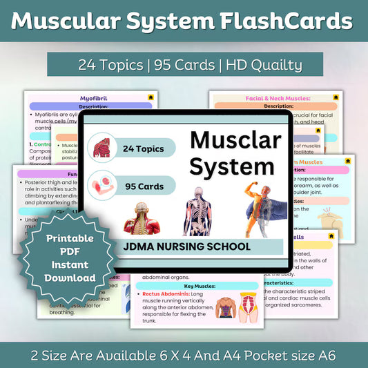 Muscular System Flashcard Fully Hyperlinked – 24 Topic (Hyperlinked PDF)