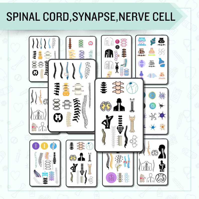 The Nervous System Stickers | Nursing Study Guide | GoodNotes Stickers | Medical Sticker | Neurology | Digital Download