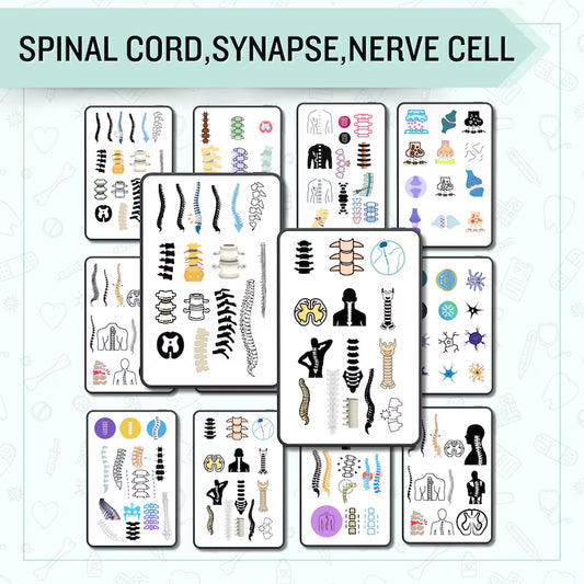 The Nervous System Stickers | Nursing Study Guide | GoodNotes Stickers | Medical Sticker | Neurology | Digital Download