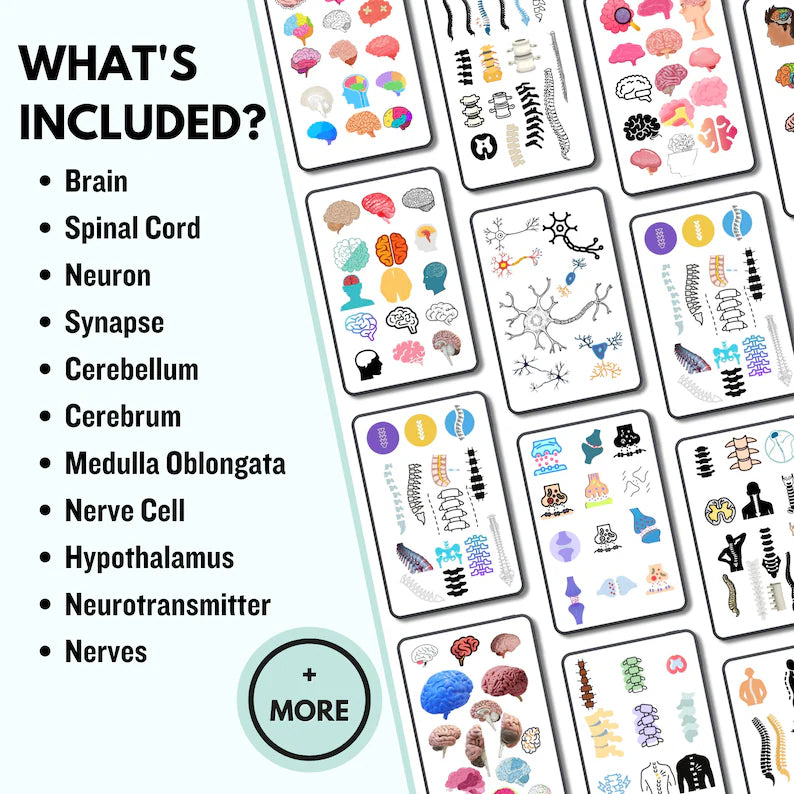 The Nervous System Stickers | Nursing Study Guide | GoodNotes Stickers | Medical Sticker | Neurology | Digital Download