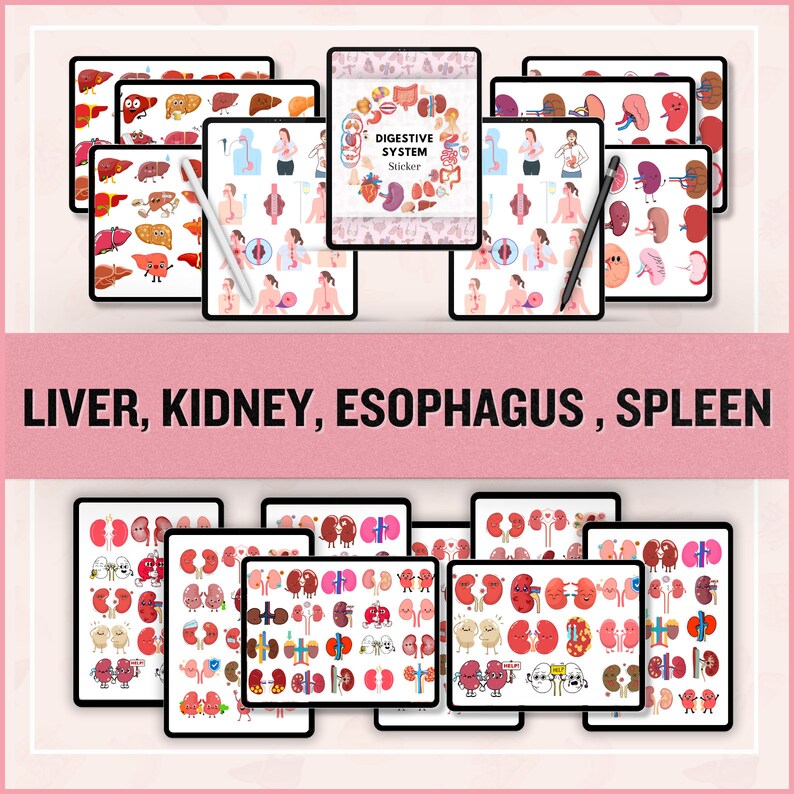 Digestive System Sticker | Human Body Stickers | Nursing Stickers | Goodnotes stickers | Instant Download | PNG Files | Note Taking