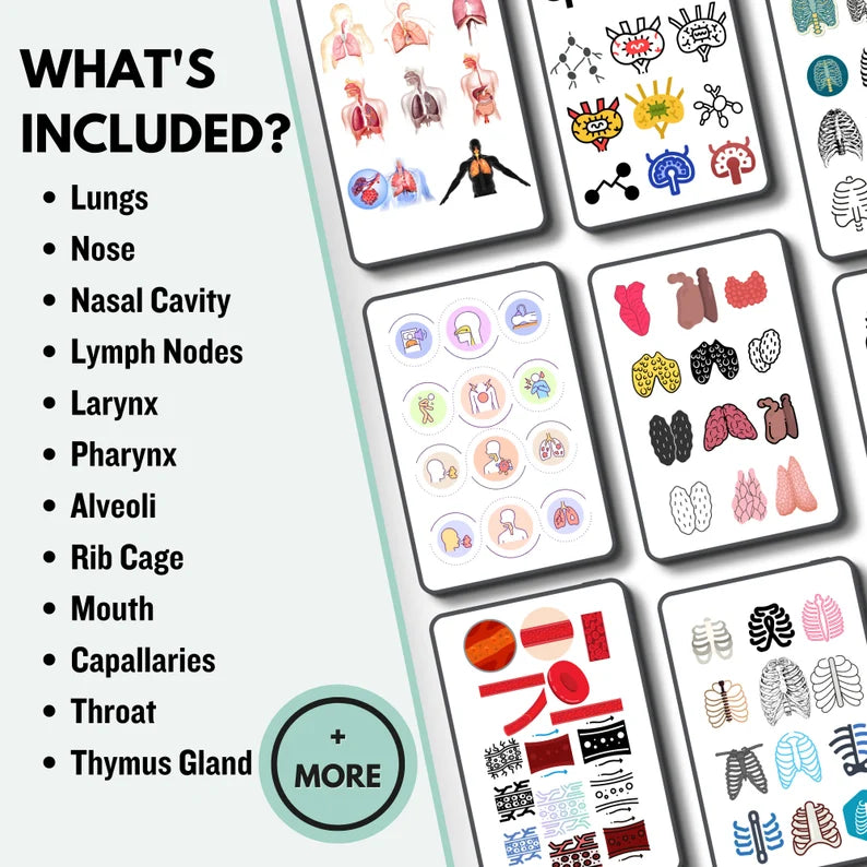 Respiratory System Sticker Bundle Pre-Cropped | Sticker Bundle 700 | Nursing Study | Human Body Stickers | Note Taking | Goodnotes Stickers