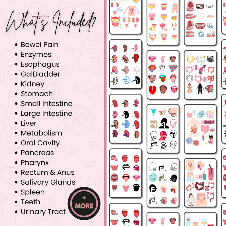 Digestive System SVG’s 1000 bundle | Human Body SVG | Nursing Stickers | SVG Bundle | Instant Download | Note Taking | Digestive svg
