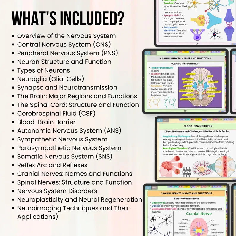 Nervous System Flashcards Hyperlinked, Med Surg Notes, Anatomy of Brain, Study Guide, Nursing School, Instant Download, Med Surg Notes