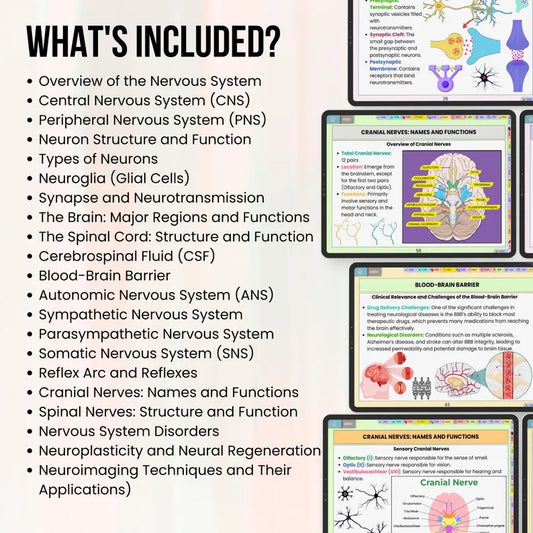 Nervous System Flashcards Hyperlinked, Med Surg Notes, Anatomy of Brain, Study Guide, Nursing School, Instant Download, Med Surg Notes