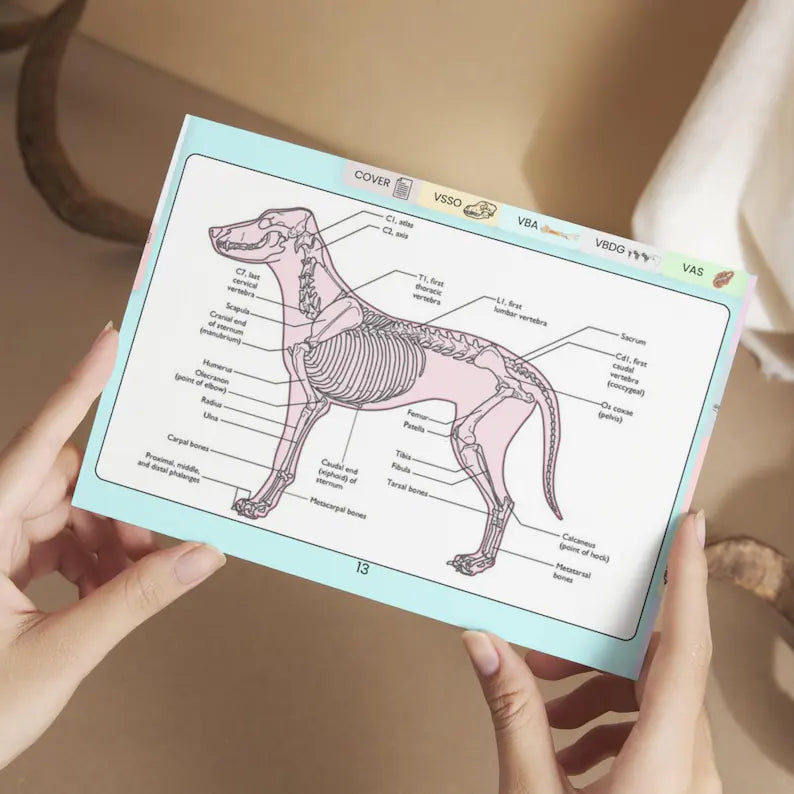 Veterinary Skeletal System Flashcard, 8+ Topics, 5 Bonus Cover Pages, Fully Hyperlinked, Animal Skeleton Card, Vet Skeletal System Study