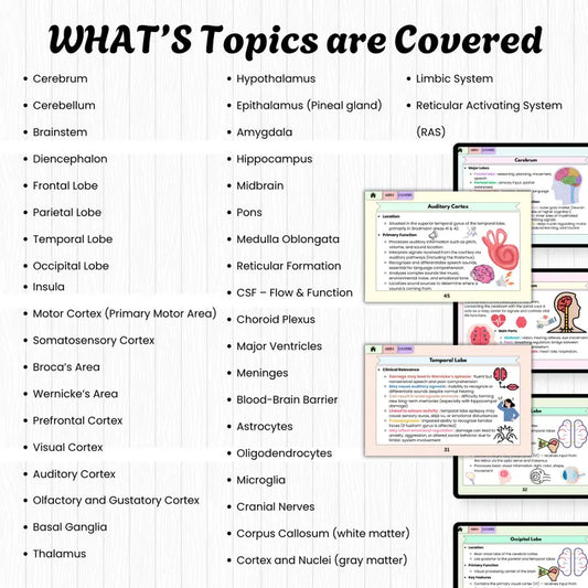 Anatomy Brain Flashcards Hyperlinked Bundle, Anatomy and Physiology Cards, Neuroscience Study Aid, Nursing School, Nervous System Cards