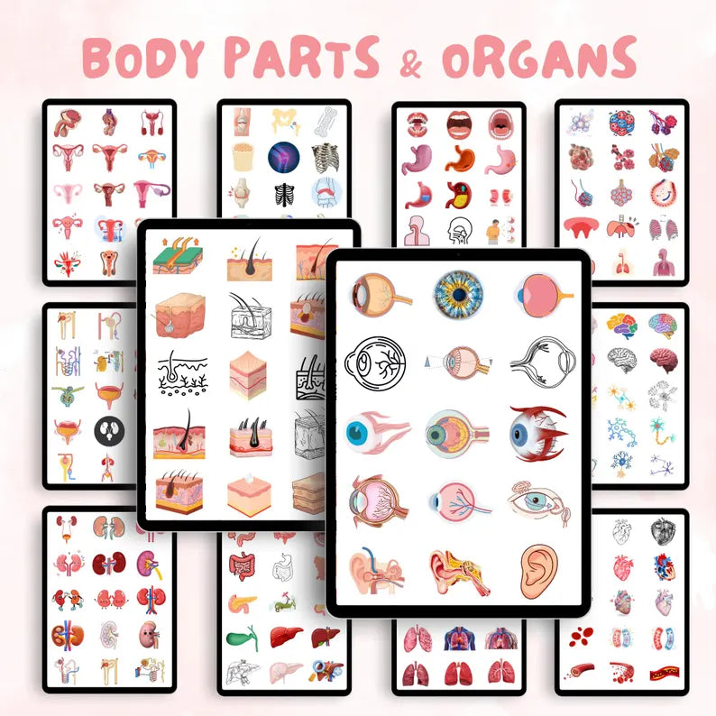 Anatomy Clipart Bundle | Medical & Nursing Education | 2000+ Human Anatomy Illustrations | Digital Download
