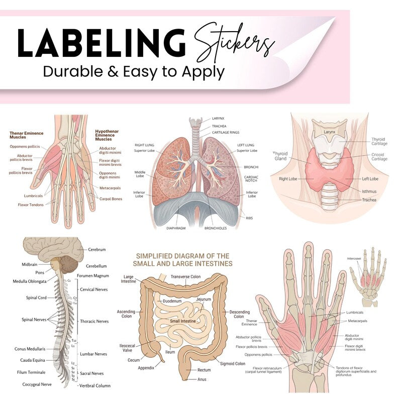 Nurse-themed vinyl stickers