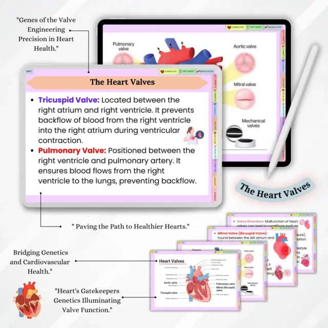 Comprehensive cardiovascular system flashcards