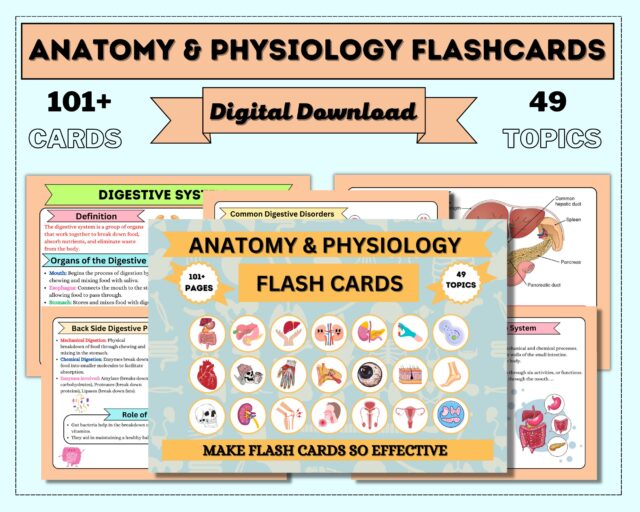 Anatomy & Physiology Flashcards | 49 Topics or 101+Pages | Nursing School Notes | Anatomy Study Guide | Instant Download PDF | Medical Note