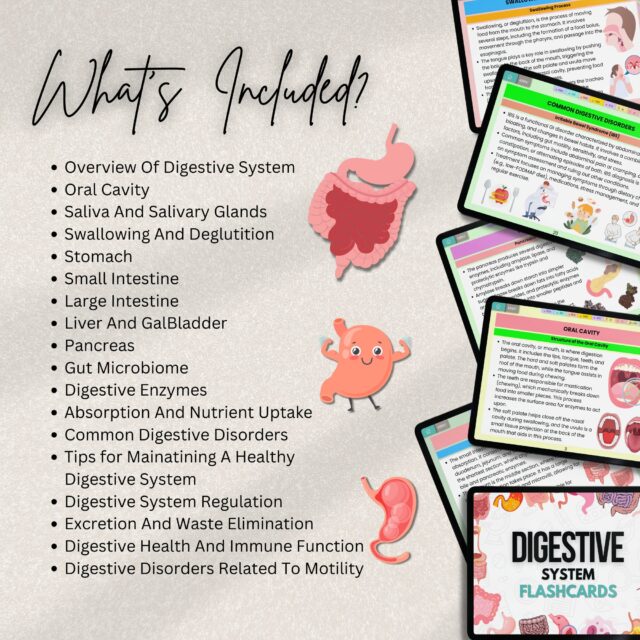 Digestive System Flashcards Bundle or Quiz with Hyperlinked | Human Body Flashcards | Nursing Study Guide | Instant Download | Note Taking - Image 2