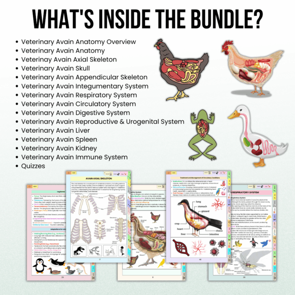 Veterinary Avian Anatomy Bundle Hyperlinked, Veterinary Nurse Study Guide, Bonus Stickers Cover & Quizzes, Veterinary Medical Student - Image 2