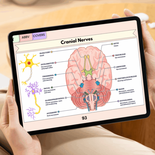 Anatomy Brain Flashcards Hyperlinked, Brain Anatomy Study, Anatomy and Physiology Study, Neuroanatomy Flashcards, Nursing School - Image 3